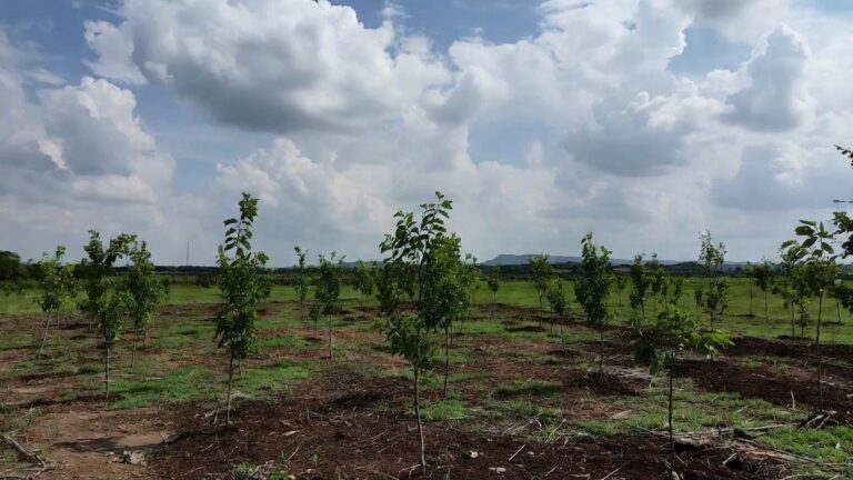 Celaya árboles: meta de 100 mil incumplida en 2025