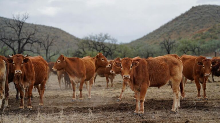 Ganado de Chihuahua: El Más Seguro Según Berdegué